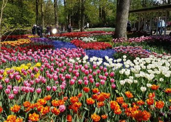 Keukenhof, di Mana Tulip-tulip Bermekaran