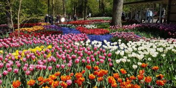 Keukenhof, di Mana Tulip-tulip Bermekaran