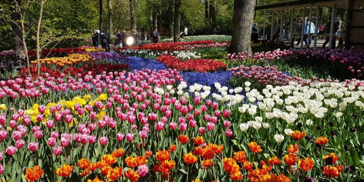 Keukenhof, di Mana Tulip-tulip Bermekaran