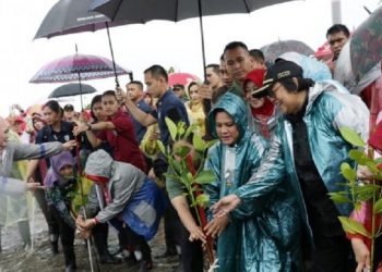 Demi Hutan Rehabilitasi Mangrove Ibu Iriana Rela Kehujanan