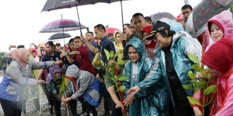 Demi Hutan Rehabilitasi Mangrove Ibu Iriana Rela Kehujanan
