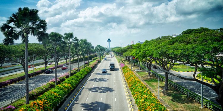 Trembesi di Singapura, Trembesi di Lombok