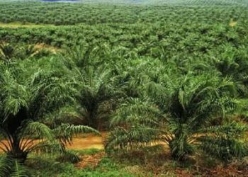 Greenomics Minta UE  Pahami Pelepasan Hutan bagi Ekspansi Sawit