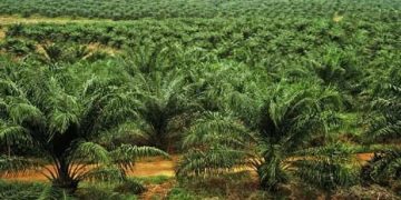 Greenomics Minta UE  Pahami Pelepasan Hutan bagi Ekspansi Sawit