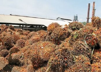 UE ‘Ngawur’ Tuding Sawit Biang Deforestasi
