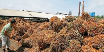 UE ‘Ngawur’ Tuding Sawit Biang Deforestasi