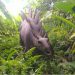“Dinosaurus” Bikin Gaduh Taman Mini