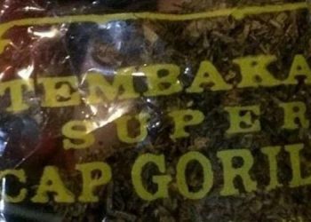 Orangtua vs Gorilla: Bagaimana Adiksi Mengalahkan Keluarga (Bag 2)