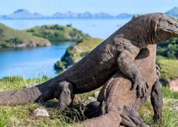 #SaveKomodo dari Pemburu Gelap