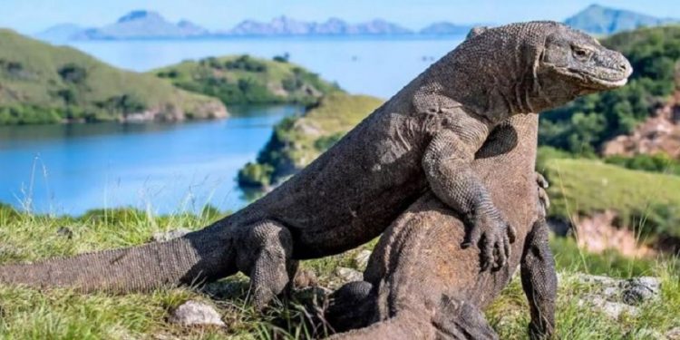 #SaveKomodo dari Pemburu Gelap