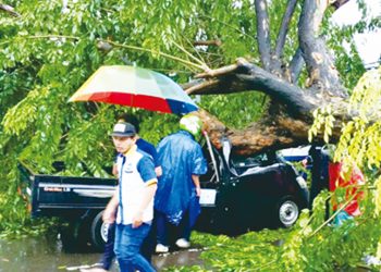 Suyanto Tewas Tertimpa Pohon Tumbang