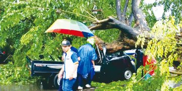 Suyanto Tewas Tertimpa Pohon Tumbang