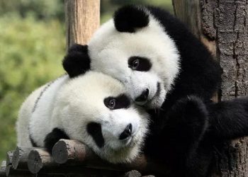 Dua Panda Lengkapi Koleksi Bonbin Kopenhagen