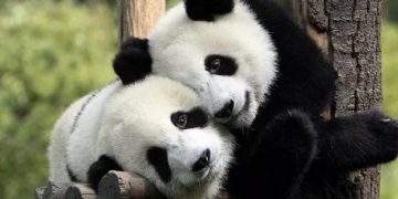 Dua Panda Lengkapi Koleksi Bonbin Kopenhagen