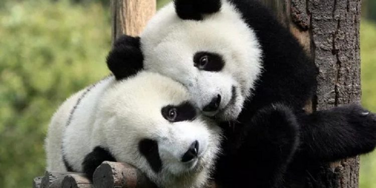 Dua Panda Lengkapi Koleksi Bonbin Kopenhagen