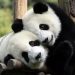 Dua Panda Lengkapi Koleksi Bonbin Kopenhagen