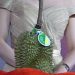 Busyet,  Satu Durian Terjual Rp 680 Juta