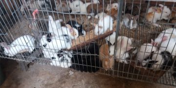 Dilema “Si Imut” Karangploso