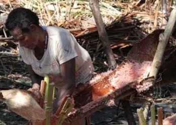 Alokasi Dana Otonomi Khusus Papua 2020 Rp8,374 Triliun