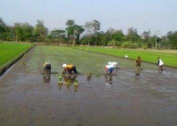 Desa Jimbung, Jadi Lumbung Padi Indonesia