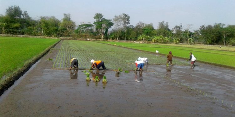 Desa Jimbung, Jadi Lumbung Padi Indonesia