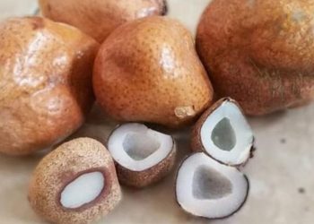 Zuriat untuk si Buah Hati