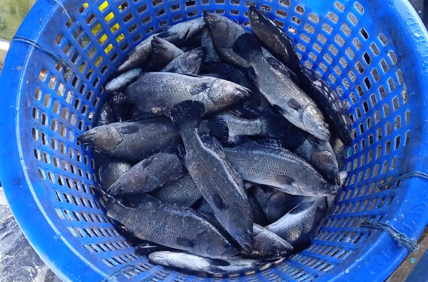  Ratusan Ikan Ambon Diterbangkan ke Jakarta