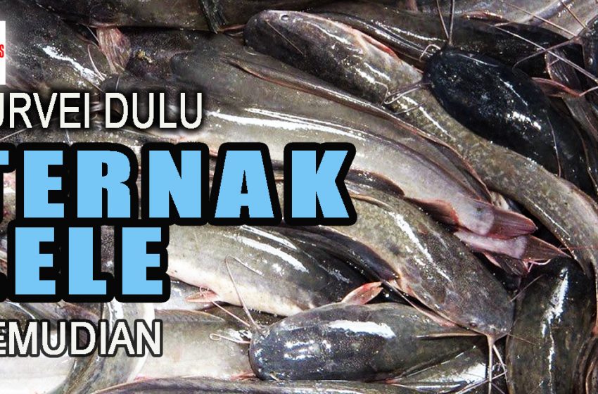 Survei Dulu, TERNAK LELE Kemudian