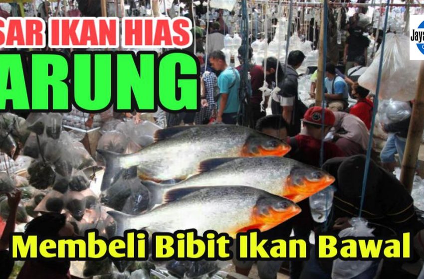  Beli Bibit Bawal di Pasar Ikan Parung