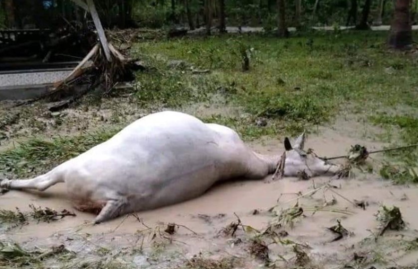  Banjir Bandang Banggai, 178 Hewan Ternak Mati