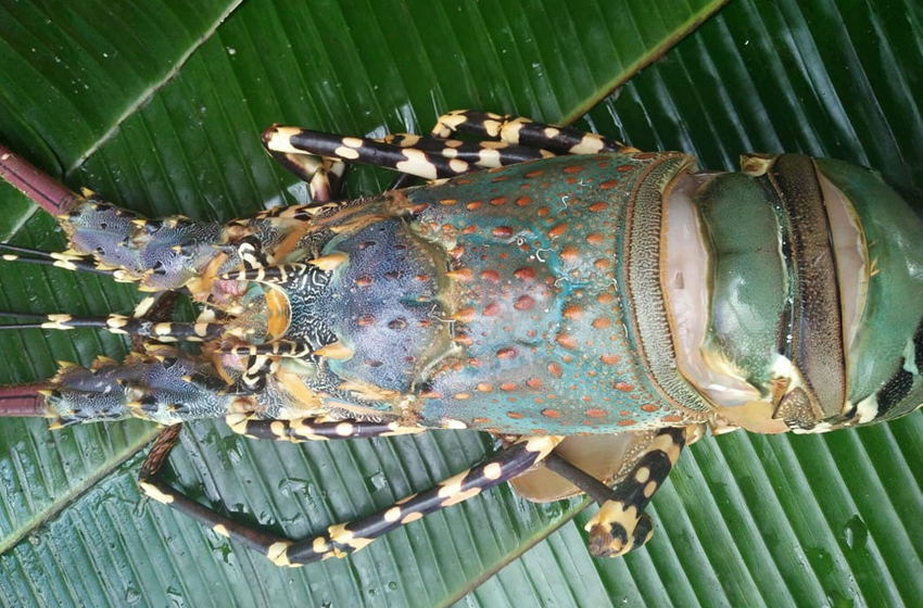  “Lobster Perdamaian” di Ambon Manise