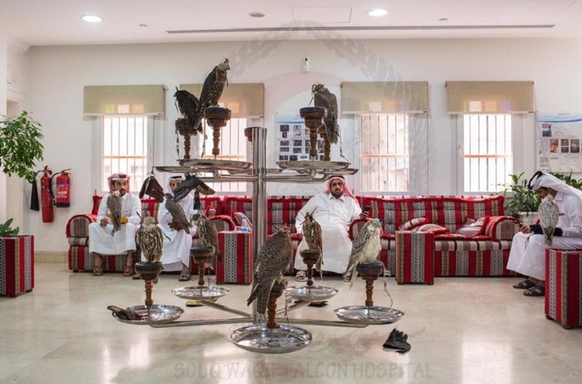  Rumah Sakit Mewah Khusus Elang di Qatar, Perawatan Lengkap Kesehatan dan Kecantikan Burung