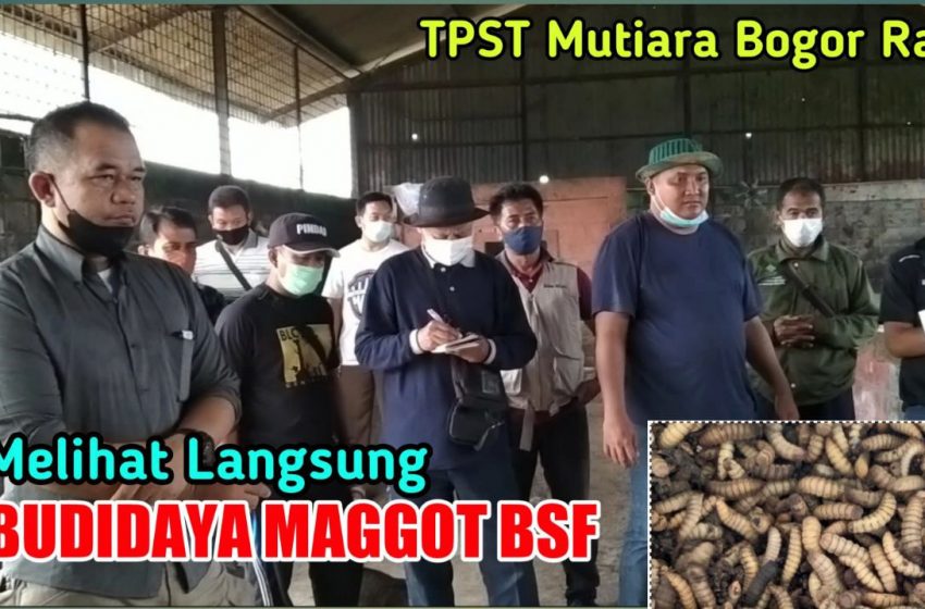  Melihat Dari Dekat Budidaya Maggot BSF