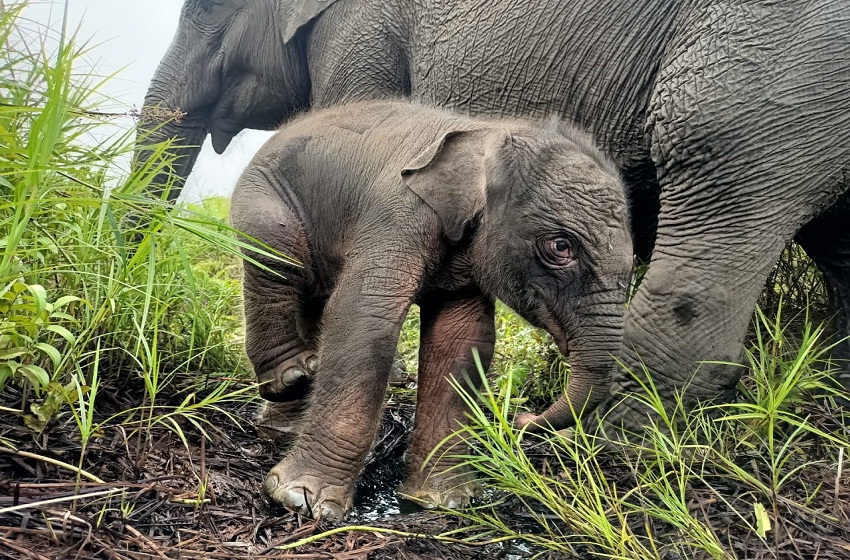  Kabar Gembira, Telah Lahir Gajah Betina di Pusat Latihan Gajah Padang Sugihan