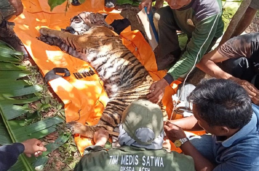  Harimau Sumatera yang Terkena Jerat Di Gayo Lues Diselamatkan BKSDA Aceh  