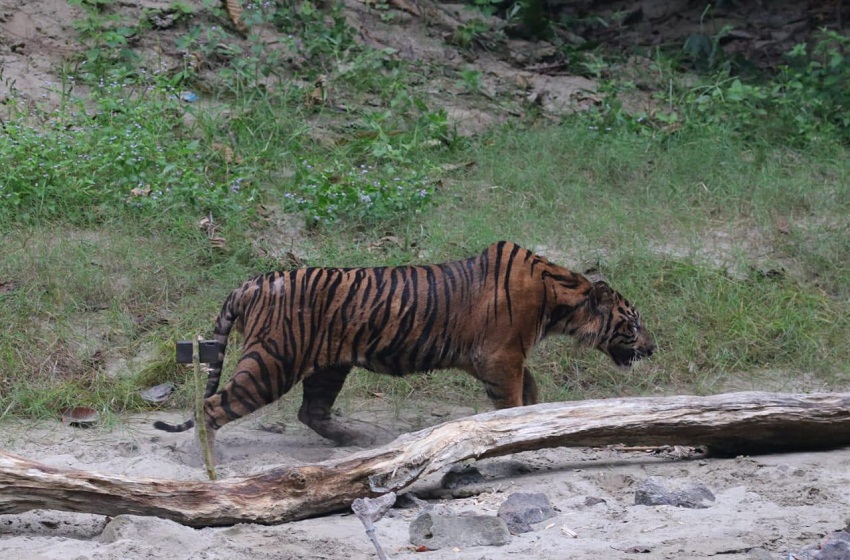  Harimau Sumatera “Lhokbe”, Kembali Ke Habitat Alaminya