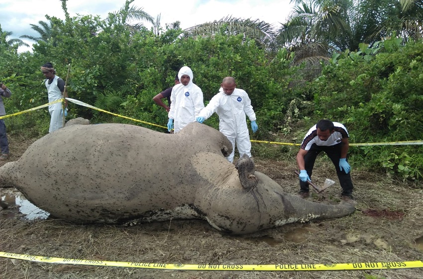  Penanganan Kematian Gajah Sumatera di Desa Srimulya, Aceh Timur