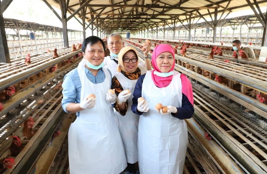 Data BPS: Populasi Sapi Potong, Sapi Perah dan Ayam Petelur Jatim Tertinggi Nasional