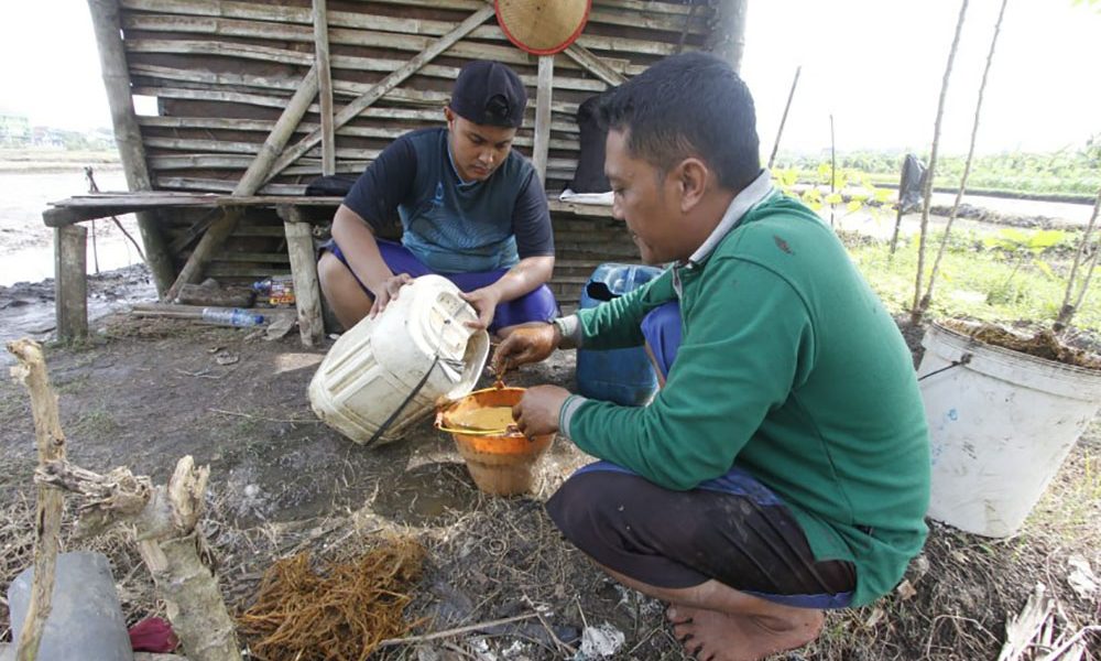 Racik Pupuk Sendiri dari Kotoran Sapi, Panen Padi Malah Bertambah