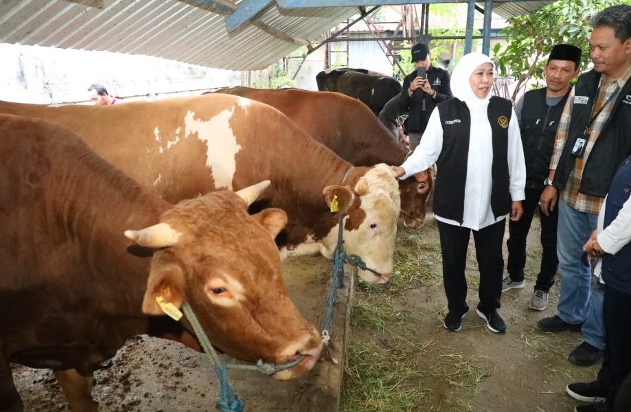 Jelang Idul Adha, Ketersediaan Hewan Kurban di Jatim Surplus, RPH dan Juleha Cukup