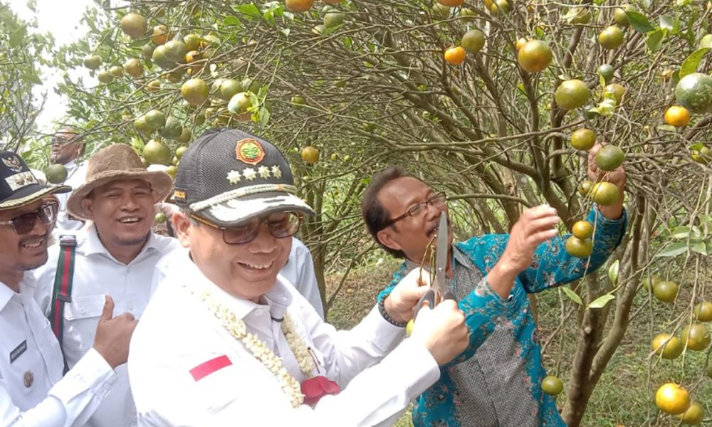 Wamentan Harvick Dorong Jeruk Garut Jadi Suguhan Tamu Presiden