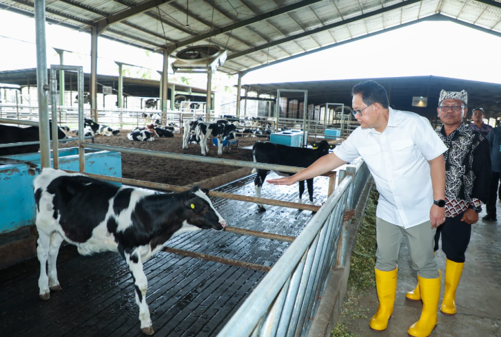 Pastikan Kecukupan Kebutuhan Daging dan Susu, Pj. Gubernur Jatim Tinjau Peternakan Sapi Perah di Banyuwangi