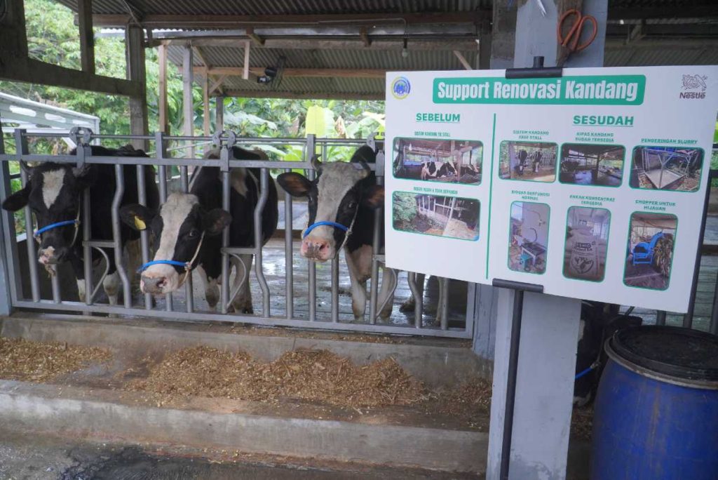 Nestlé Indonesia Perkuat Pengembangan Peternakan Sapi Perah Rakyat