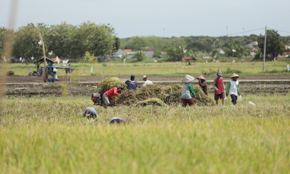 Program Makmur Pupuk Indonesia Sentuh Hingga 128 Ribu Petani