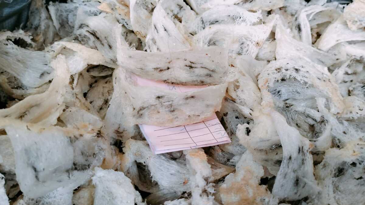 Kementan Perkuat Hilirisasi Sarang Burung Walet Nasional