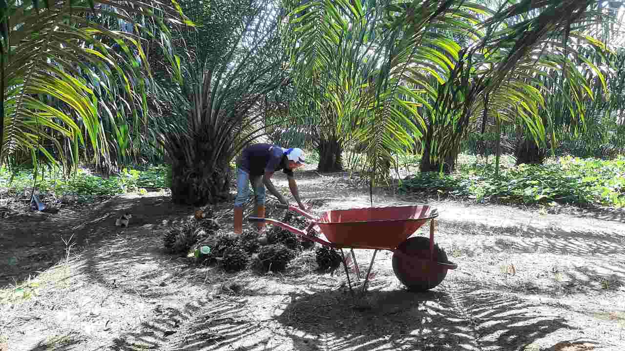 Regulasi EUDR Tantangan Besar bagi Petani Sawit