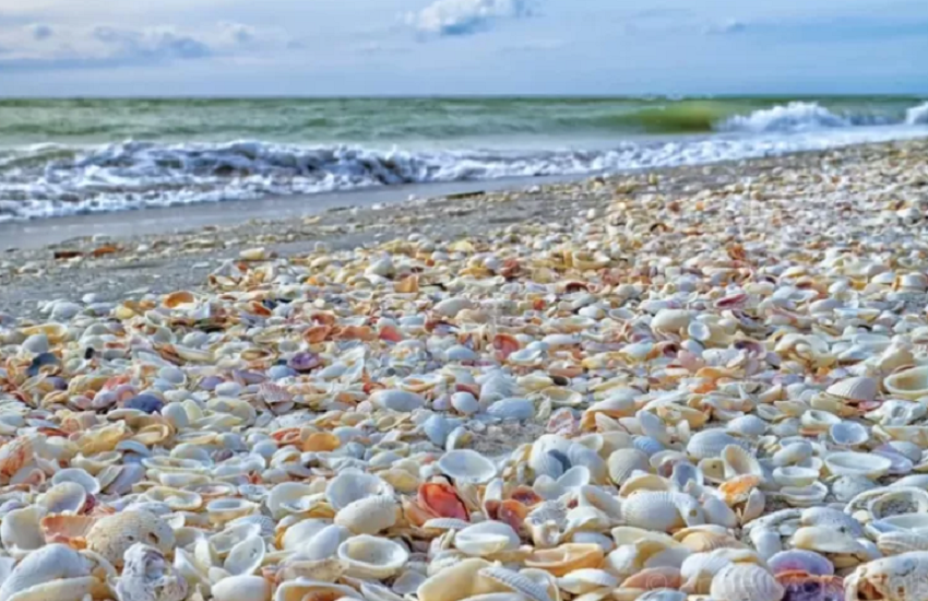 5 Pantai di Dunia yang Terkenal dengan Keragaman Kerangnya yang Indah dan Un