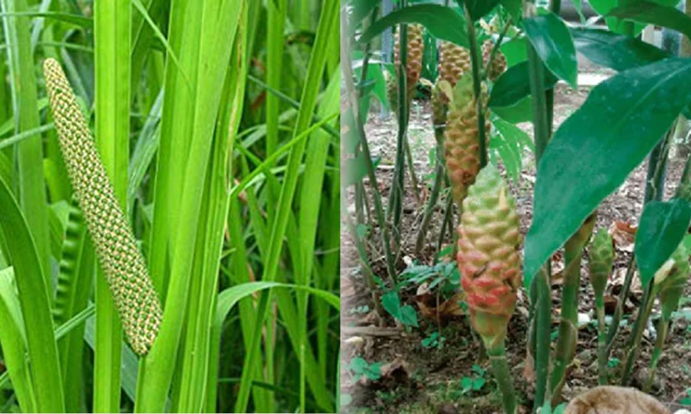 Dlingo dan Bengle, Tanaman Full Energi