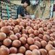 Para Peternak Sebut tak Ada Kenaikan Harga Telur