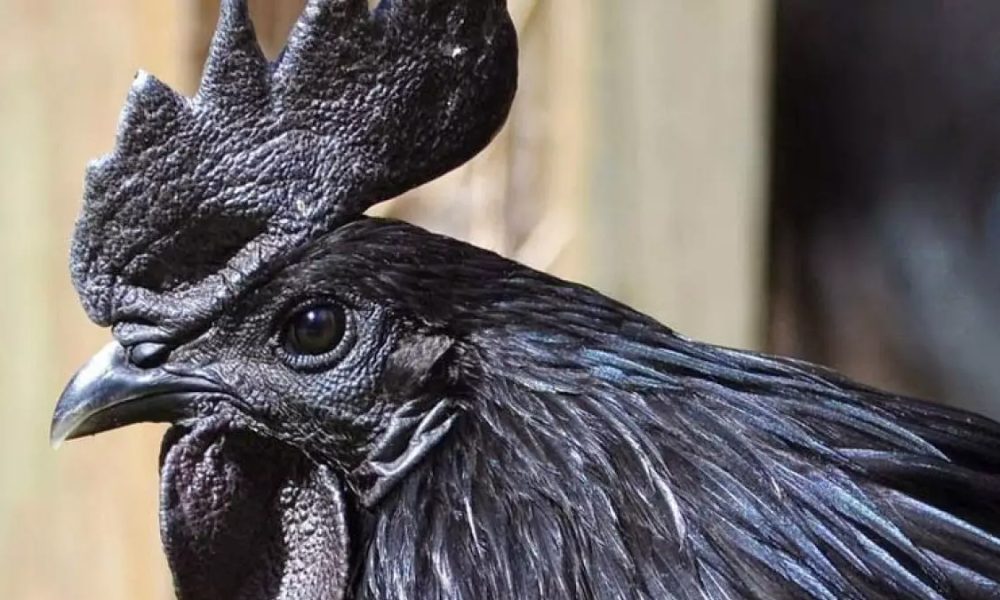 Mitologi Ayam Cemani